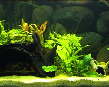 plantes aquarium
